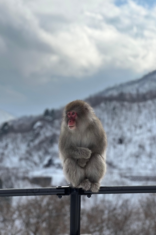 A Memorabele Snow Monkey Park and Zenkoji Temple Tour