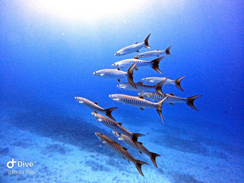 From Naha Scuba Diving Trip in Kerama(For Certified Divers) - Scuba Diving Trip Overview