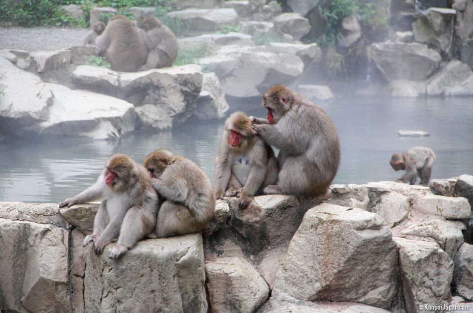 From Tokyo or Nagano: Jigokudani Snow Monkey Park & Zenko-Ji - Tour Overview and Pricing