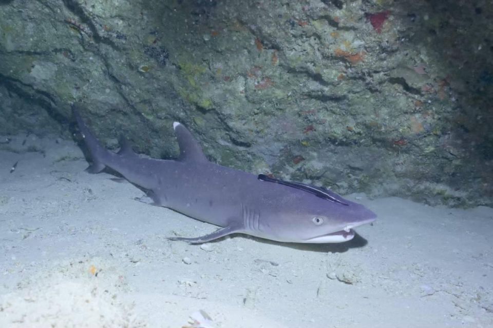 From Naha Scuba Diving Trip in Kerama(For Certified Divers) - Itinerary and Dive Schedule