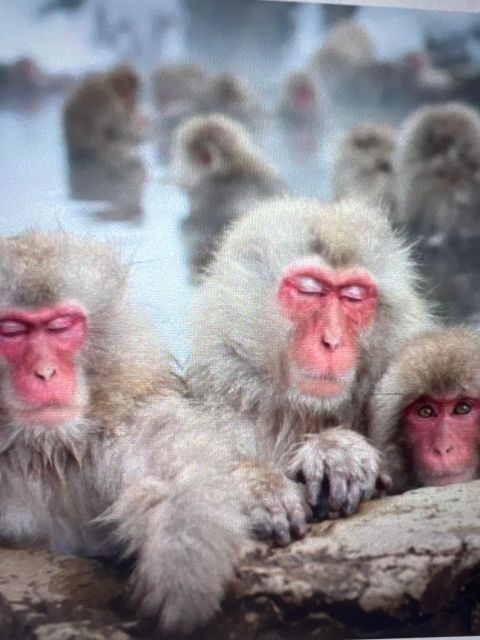 From Tokyo or Nagano: Jigokudani Snow Monkey Park & Zenko-Ji - Itinerary and Customization