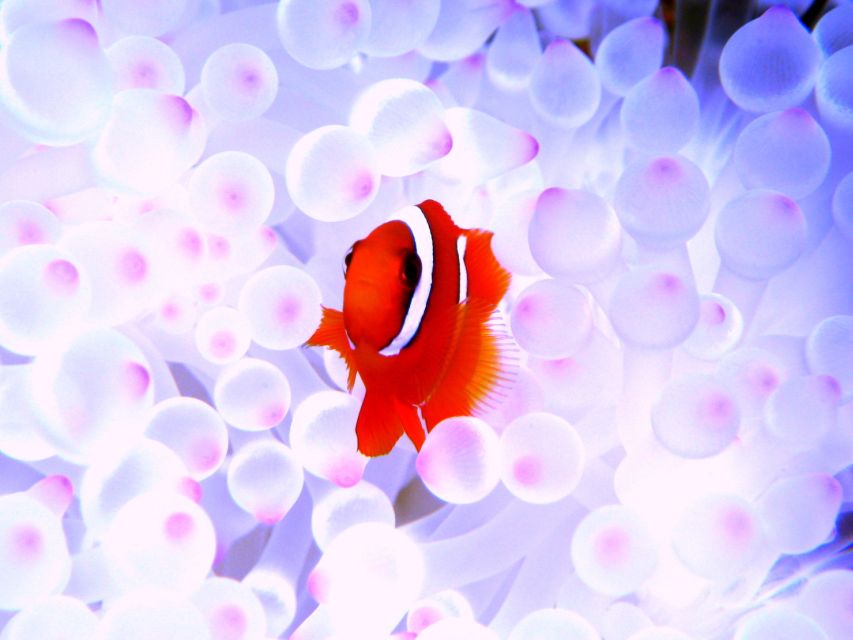 Naha: Kerama Islands 1-Day Snorkeling Tour - Itinerary and Schedule