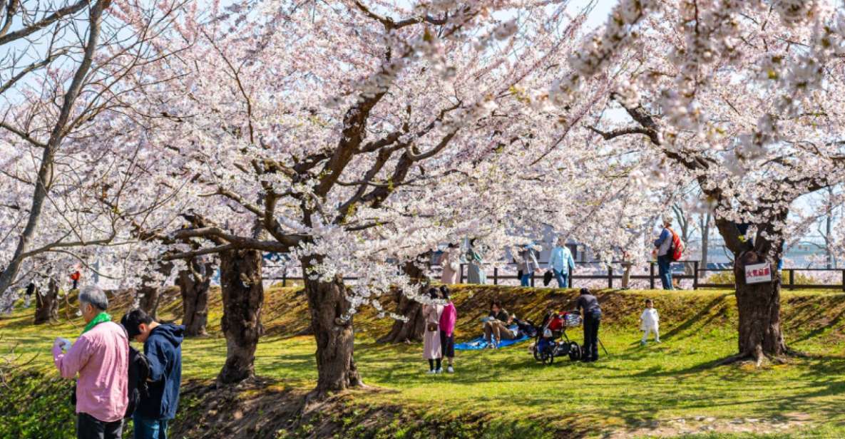 Private & Unique Nagasaki Cherry Blossom Sakura Experience - Itinerary and Activity Schedule