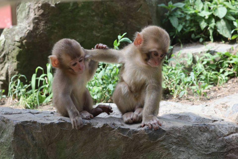 4 Day - From Nagano to Kanazawa: Ultimate Central Japan Tour - Itinerary for the Ultimate Adventure