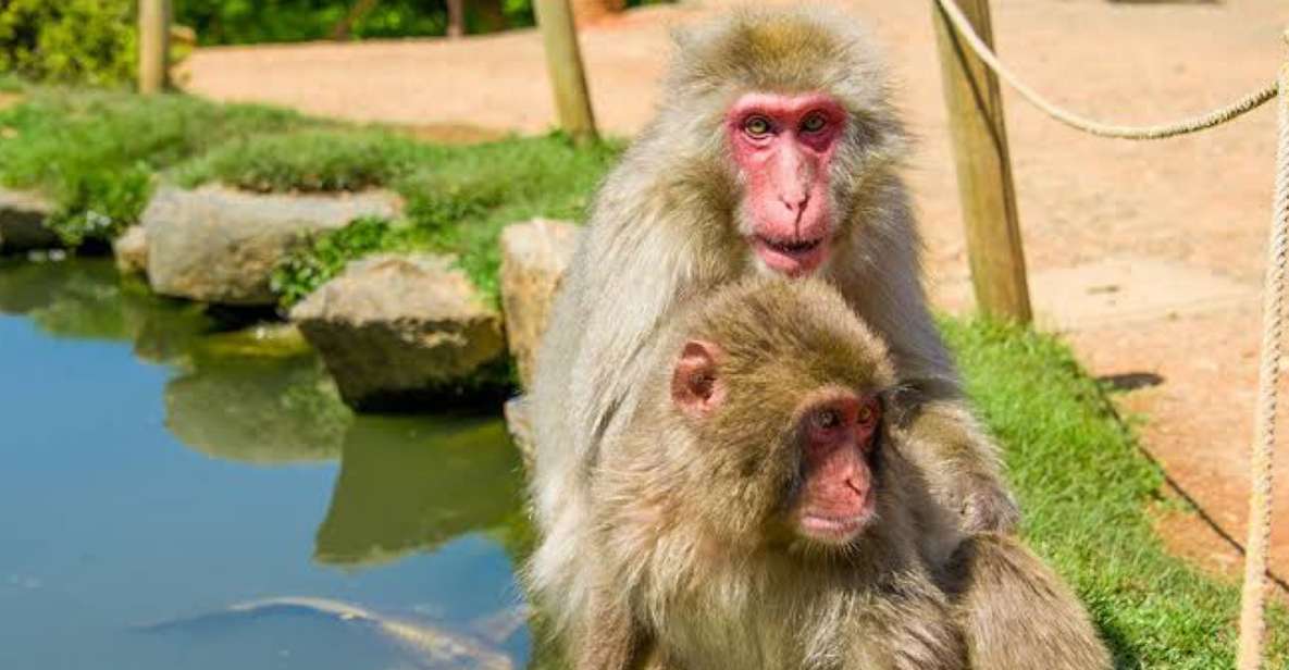 ALL-IN Private Tour KYOTO W/Hotel Pick-Up and Drop-Off - Itinerary Highlights and Schedule