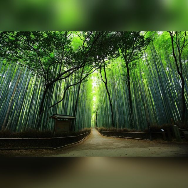 From Osaka/Kyoto: Private Kyoto & Nara Day Trip With Pickup - Private Kyoto and Nara Tour Highlights