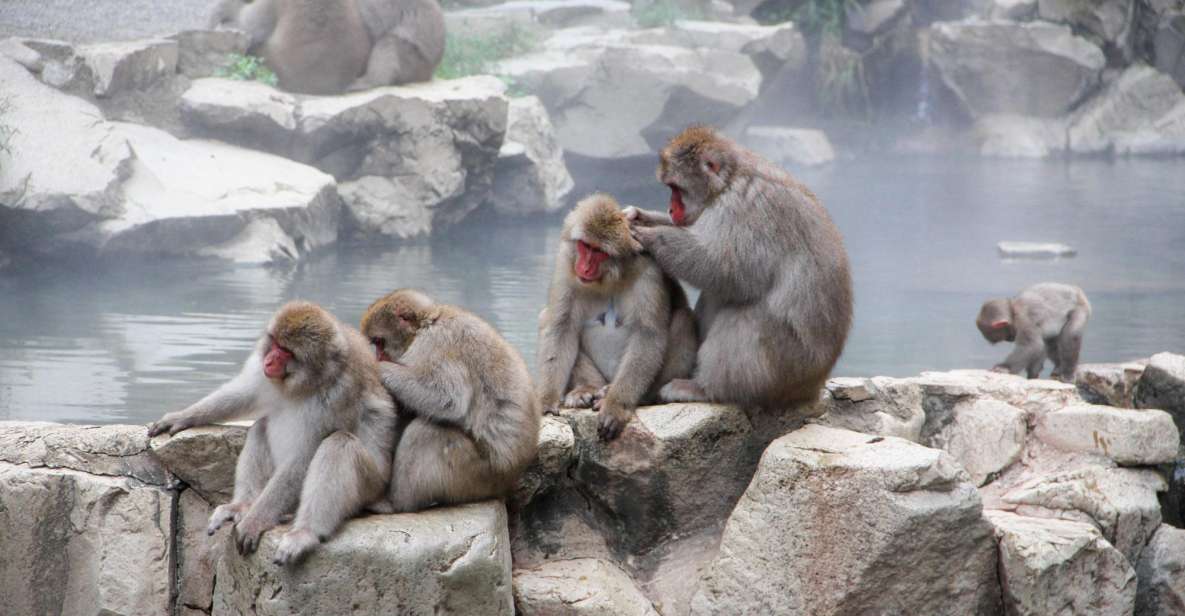 From Tokyo or Nagano: Jigokudani Snow Monkey Park & Zenko-Ji - Inclusions and Exclusions