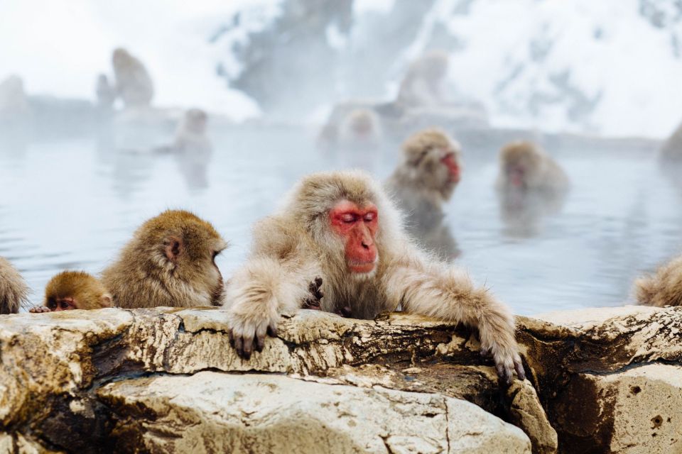 Private Snow Monkey Tour: From Nagano City / Ski Resorts - Whats Included in the Tour