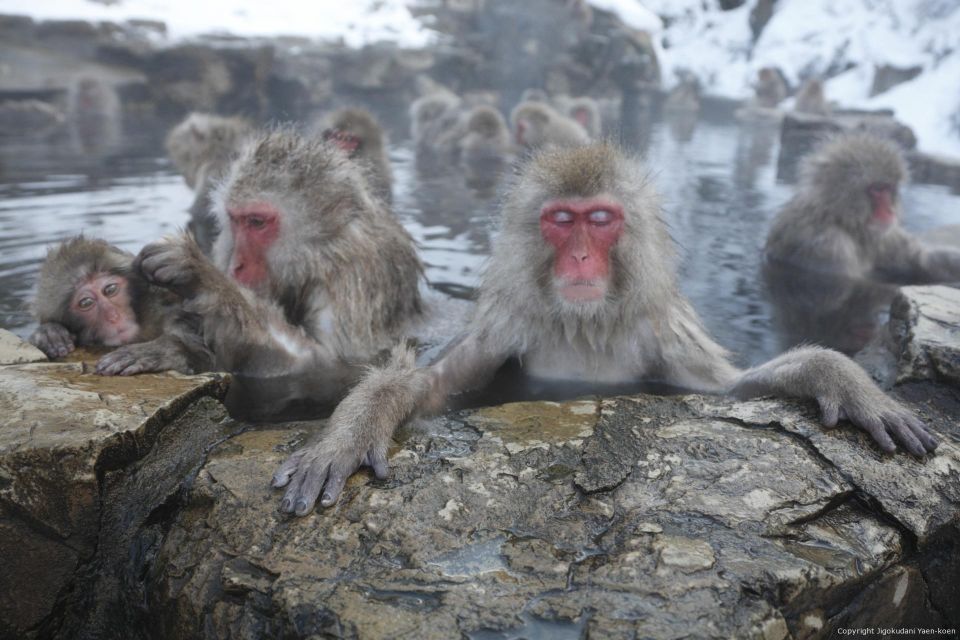 Private Transfers Between Tokyo and Snow Monkey Park - Inclusions and Additional Fees