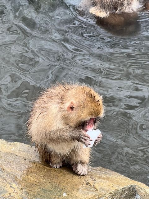 Snow Monkeys Zenkoji Temple One Day Private Sightseeing Tour - Reviews and Traveler Ratings