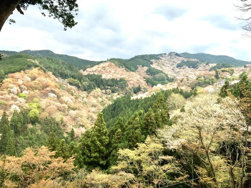 Yoshino: Private Guided Tour & Hiking in a Japanese Mountain - What to Expect and Inclusions
