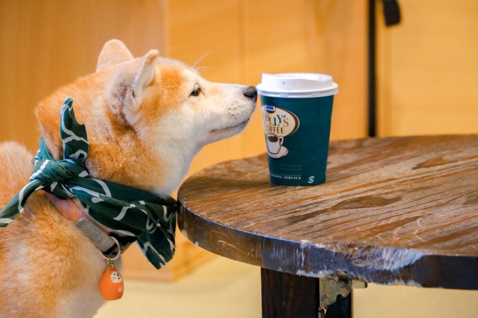 From Tokyo: Kamakura, Hachimangu Shrine & Enoshima Day Tour - Scenic Shonan Coast Getaway