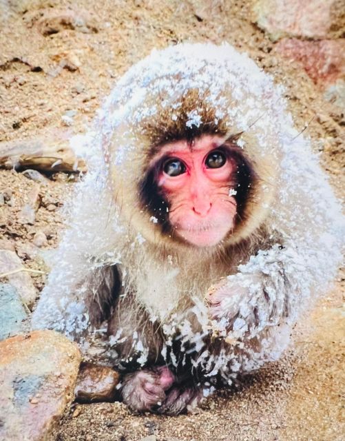 From Tokyo or Nagano: Jigokudani Snow Monkey Park & Zenko-Ji - Reviews and Ratings From Travelers
