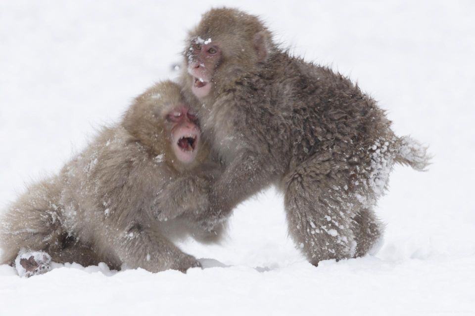 Nagano: Private Transfer Between Station & Snow Monkey Park - Final Words
