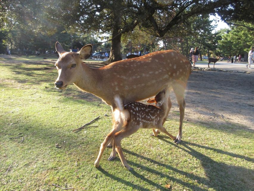 Nara: Giant Buddha, Deer Roaming Freely in the Park (Italian Guide) - Interacting With Friendly Deer