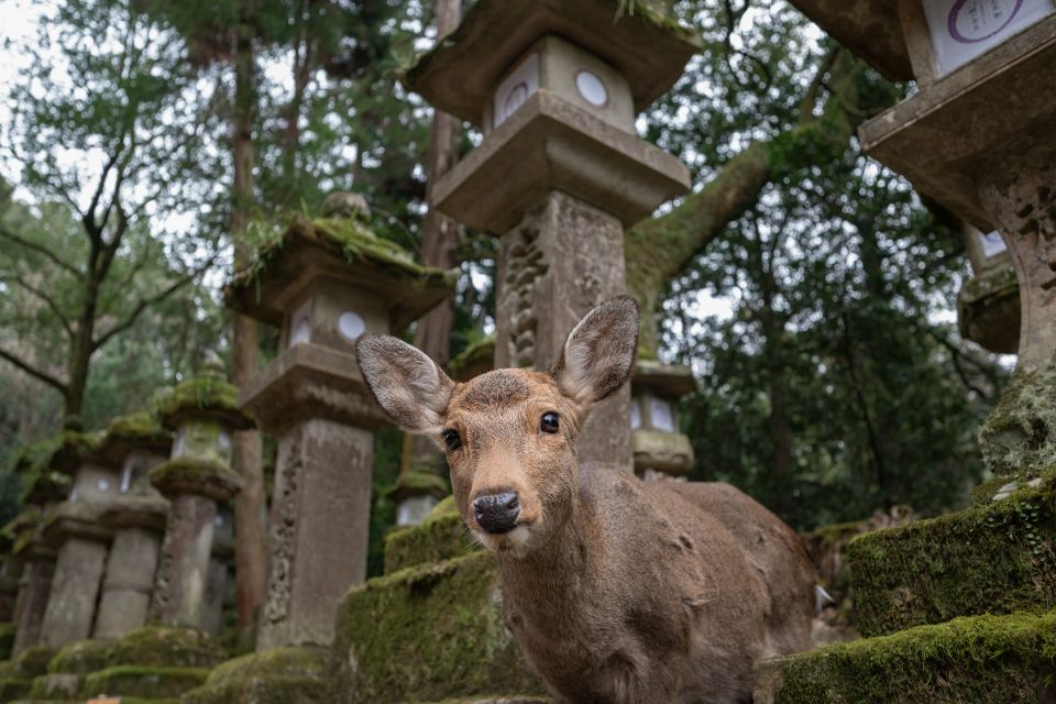 Nara: Todai-ji and Nara Park - Inclusions and Entrance Fees