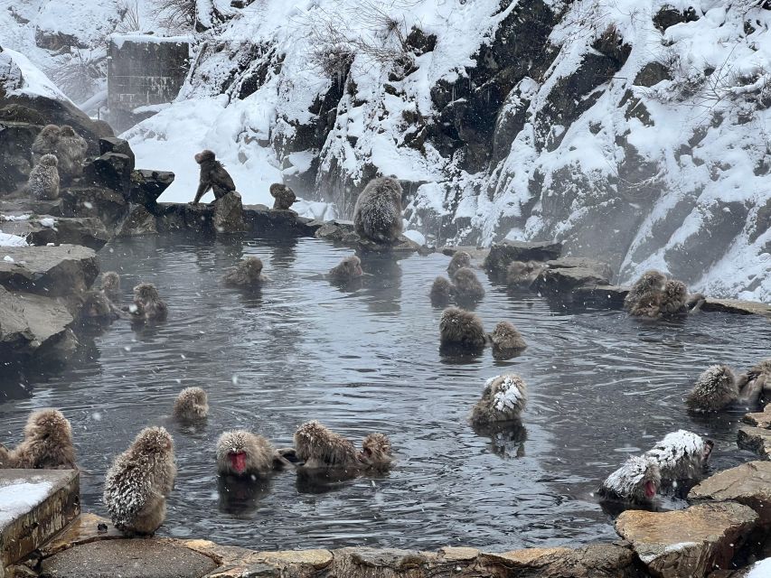 Snow Monkeys Zenkoji Temple One Day Private Sightseeing Tour - What to Expect and Prepare