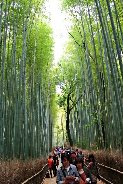Arashiyama Kyoto: Bamboo Forest, Monkey Park & Secrets - Kimono Forests Vibrant Colors