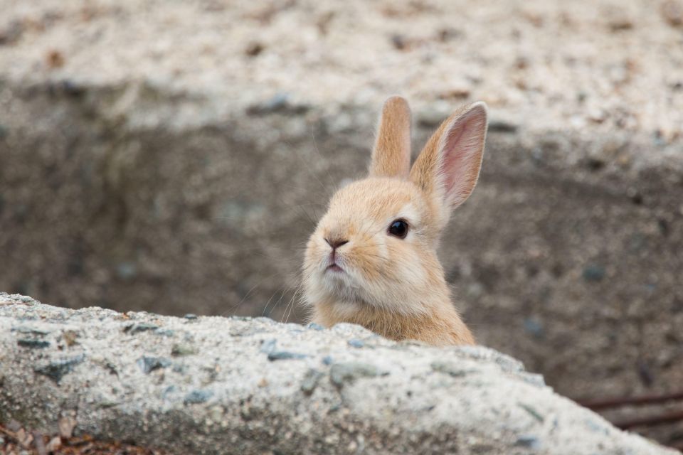 Hiroshima: 1 or 2 Day Car Rental - Rental Requirements