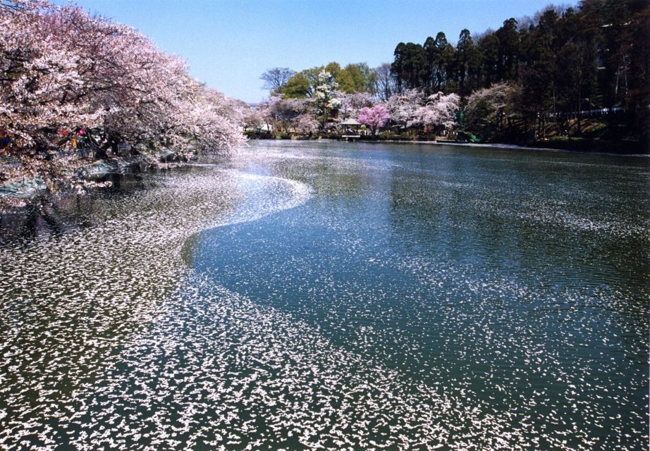 Nagano: 1-Day Snow Monkey & Cherry Blossom Tour in Spring - Reviews and Testimonials