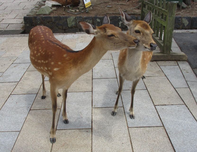 Nara: Giant Buddha, Deer Roaming Freely in the Park (Italian Guide) - Uncovering Japanese History