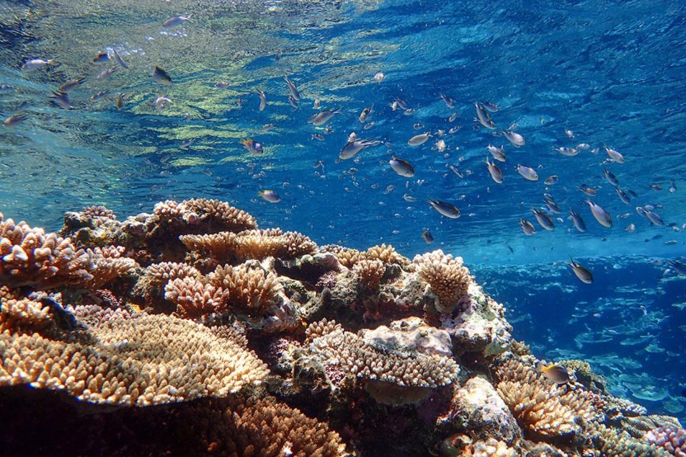 Ishigaki Island: SUP/Kayaking and Snorkeling at Blue Cave - Preparing for the Adventure