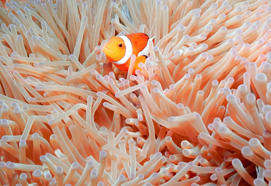 Naha, Okinawa: Keramas Island Snorkeling Day Trip With Lunch - Customer Reviews and Ratings