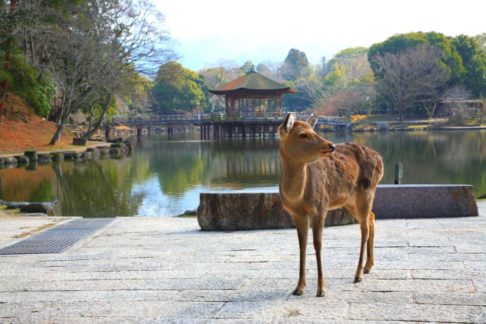 Nara's Historical Wonders: A Journey Through Time and Nature - Embarking on a Journey Through Time