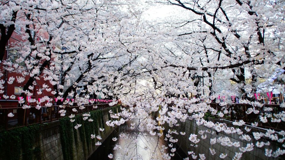 Tokyo: Private Cherry Blossom Experience - Important Details to Remember