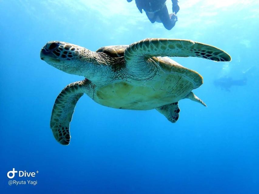 From Naha Scuba Diving Trip in Kerama(For Certified Divers) - Customer Reviews and Ratings