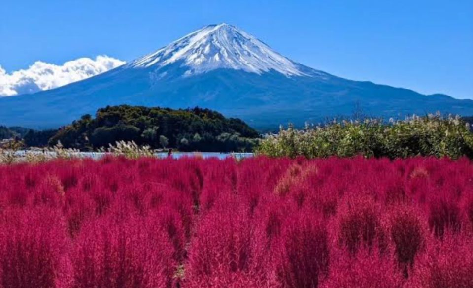 From Tokyo: Mount Fuji Full Day Private Tours English Driver - Booking and Cancellation Policy