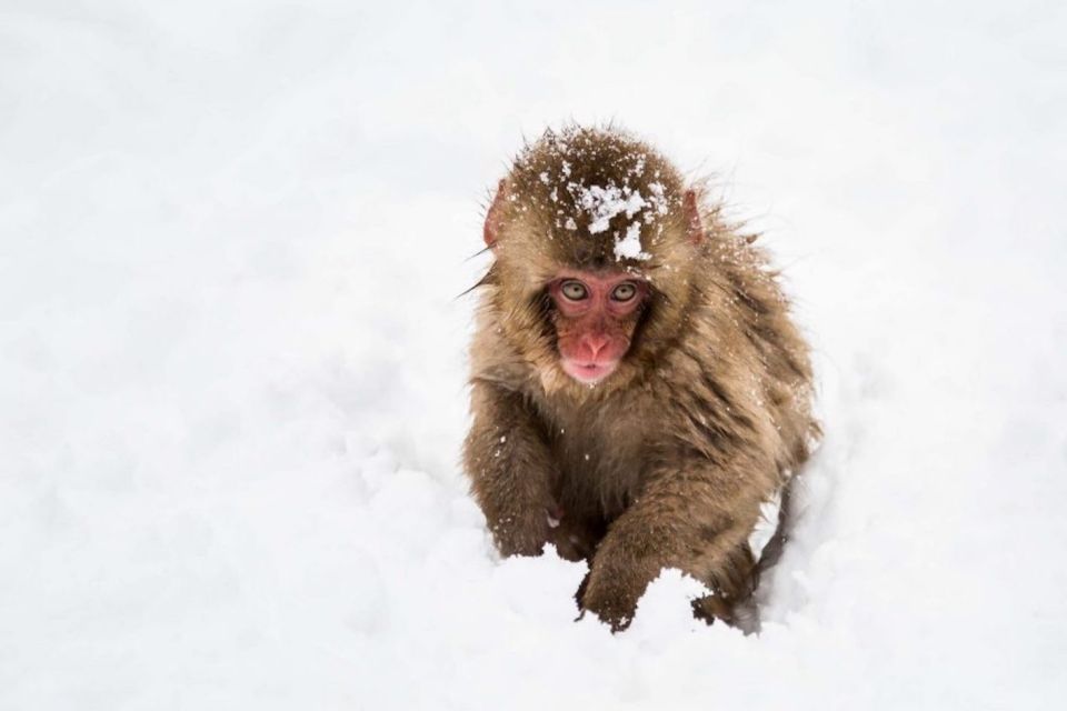 Nagano: Snow Monkeys, Zenkoji Temple & Sake Day Trip - Real Reviews From Past Travelers