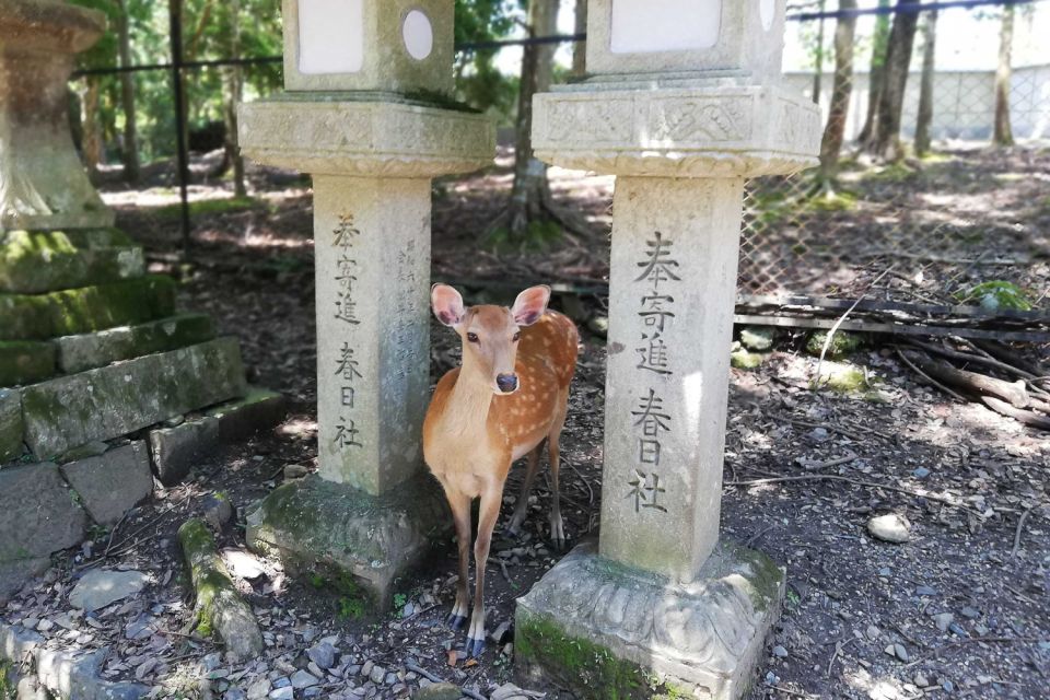 Nara: Half-Day UNESCO Heritage & Local Culture Walking Tour - Reviews From Previous Guests