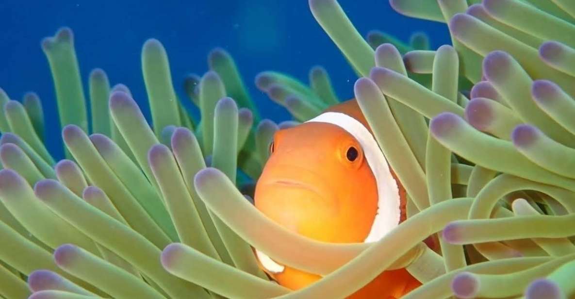 From Naha Scuba Diving Trip in Kerama(For Certified Divers) - Booking and Payment Details