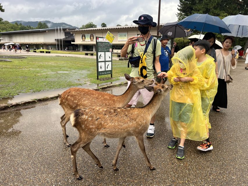 From Osaka/Kyoto: Kyoto & Nara Bus Tour W/ Kinkakuji Ticket - Tour Logistics and Reminders