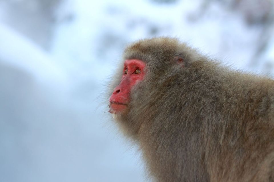 Nagano: Snow Monkeys, Zenkoji Temple & Sake Day Trip - Final Words