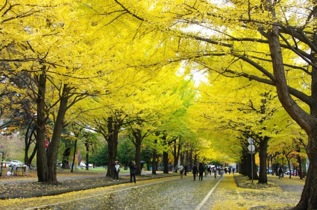 Hokkaido University In Sapporo