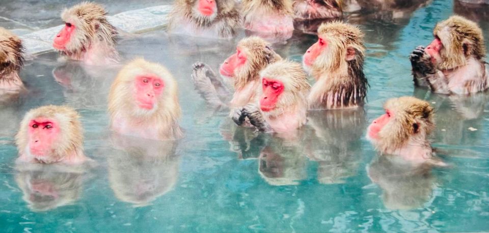 From Tokyo or Nagano: Jigokudani Snow Monkey Park & Zenko-Ji - Just The Basics