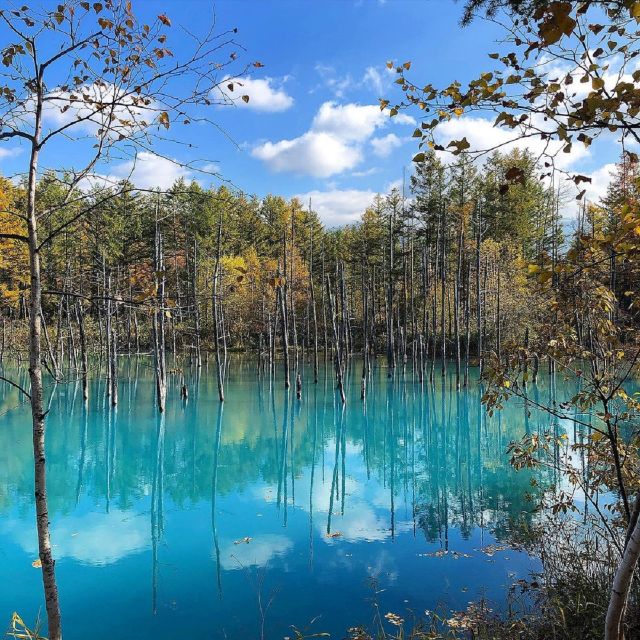 Hokkaido: Biei Blue Pond and Furano Flower Farm Day Trip - Just The Basics