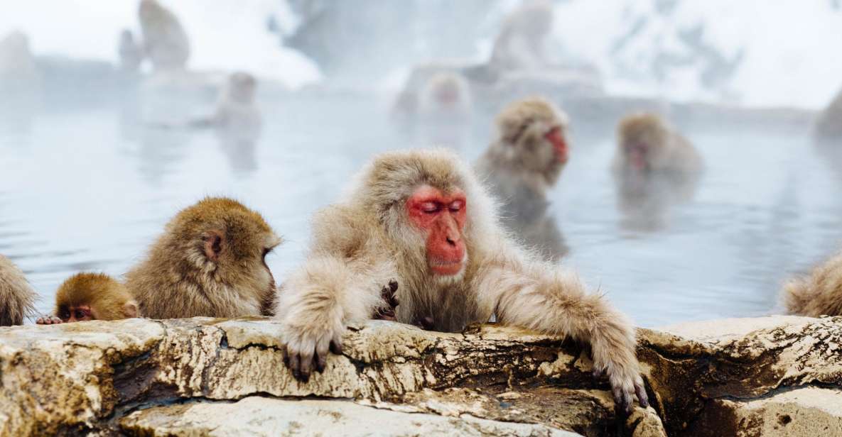 Private Snow Monkey Tour: From Nagano City / Ski Resorts - Just The Basics